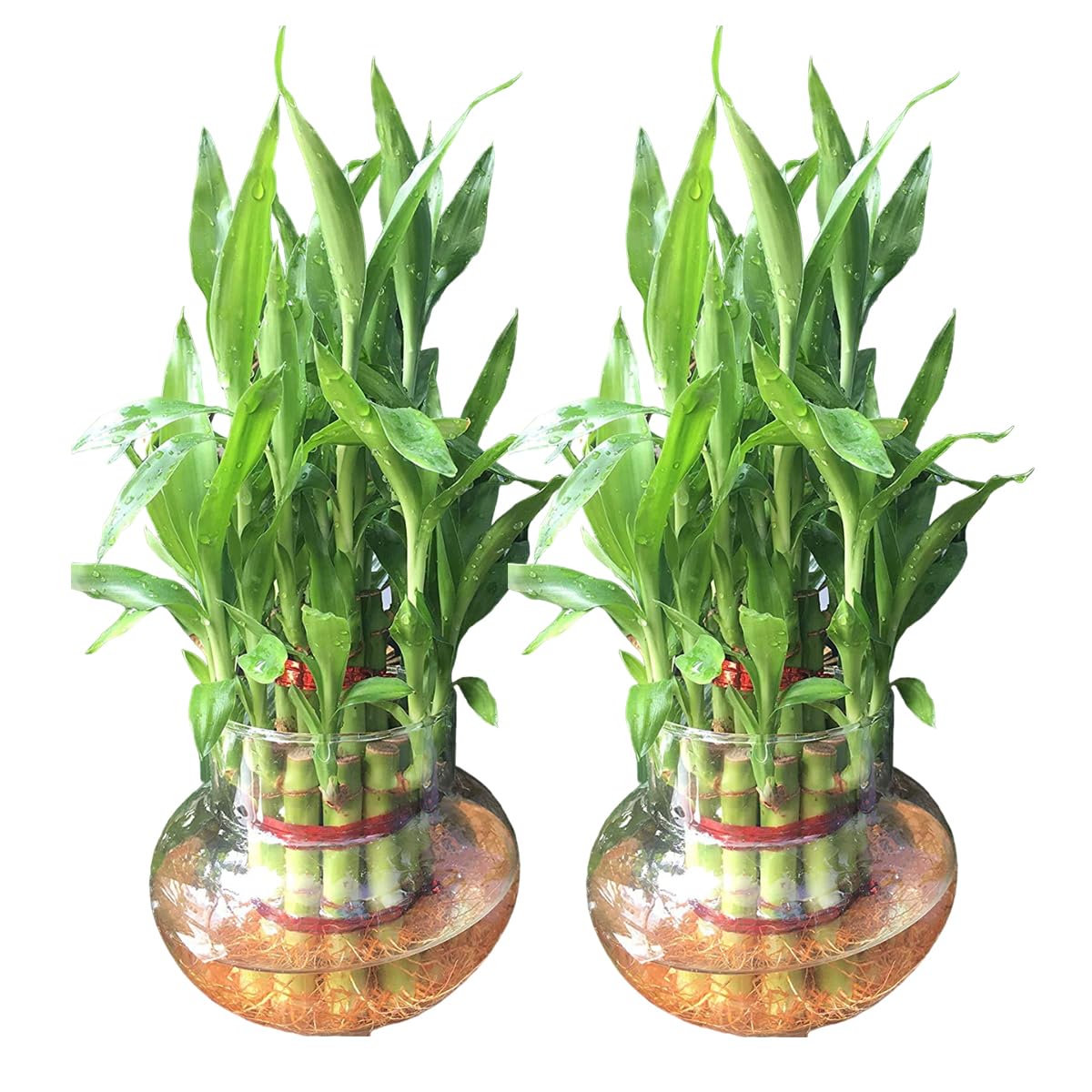 GIRISHA TRADERS Two Layer Lucky Bamboo Live Indoor Plant with Glass Bowl | Feng Shui Vastu Plant | Good Luck Fortune Plant (without jelly Balls ans Pebbles) (Pack of Two) (B0C7QFDMFV) Amazon Price History, Amazon Price Tracker