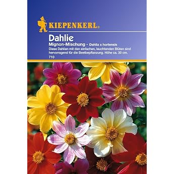 Dahlia Mignon Mix by Kiepenkerl