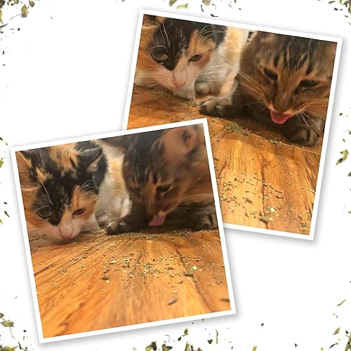 Miniatura 49 de Meowijuana Paquete de fresa Get Sprung Juguete de fresa recargable y mezcla de hierba gatera Happy Grass Promueve el juego y la salud del gato