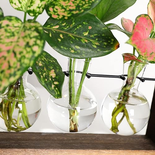 Miniatura 6 de MSUIINT Terrario para plantas con soporte de madera retro, maceta de vidrio para colgar en la pared, 3 jarrones de propagación de mesa con soporte