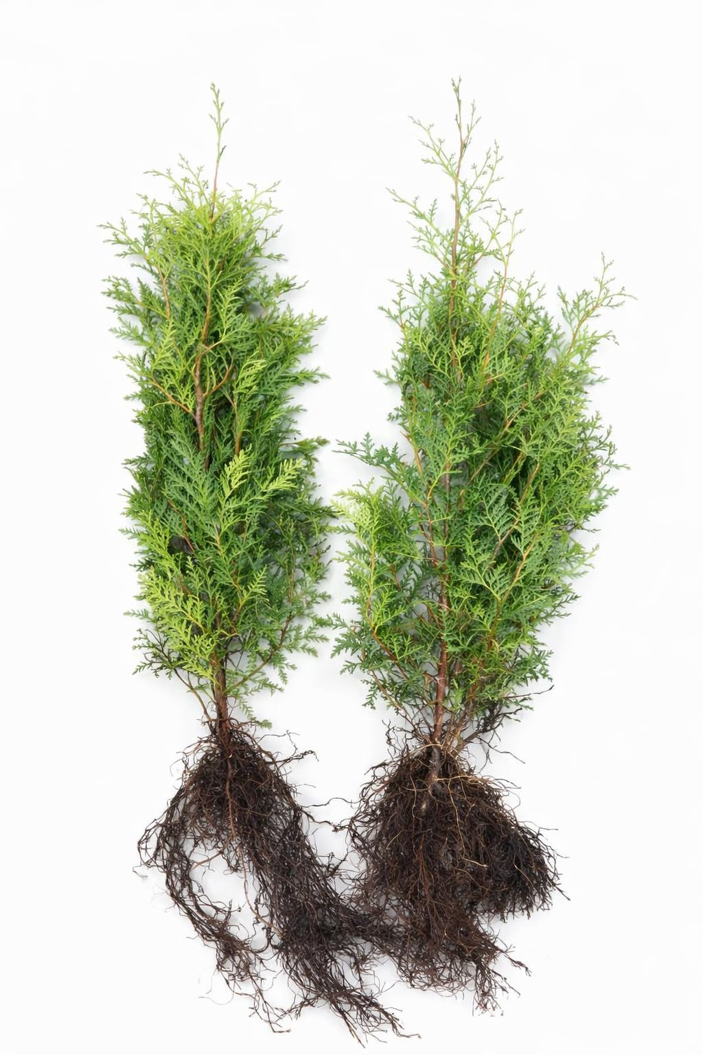50 Thuja Brabant 60-80 cm frisch vom Feld Gartenhecke Heckenpflanzen Immergrüner Lebensbaum Wurzelware