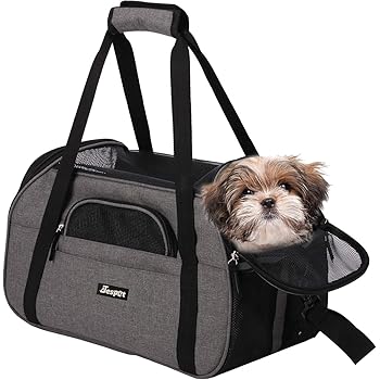 russian blue x british shorthair kittens