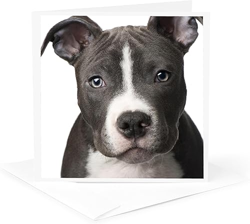 Miniatura 5 de 3dRose American Pit Bull Terrier Puppy - Tarjetas de felicitación, 6 x 6 pulgadas, juego de 12 (gc_4240_2)