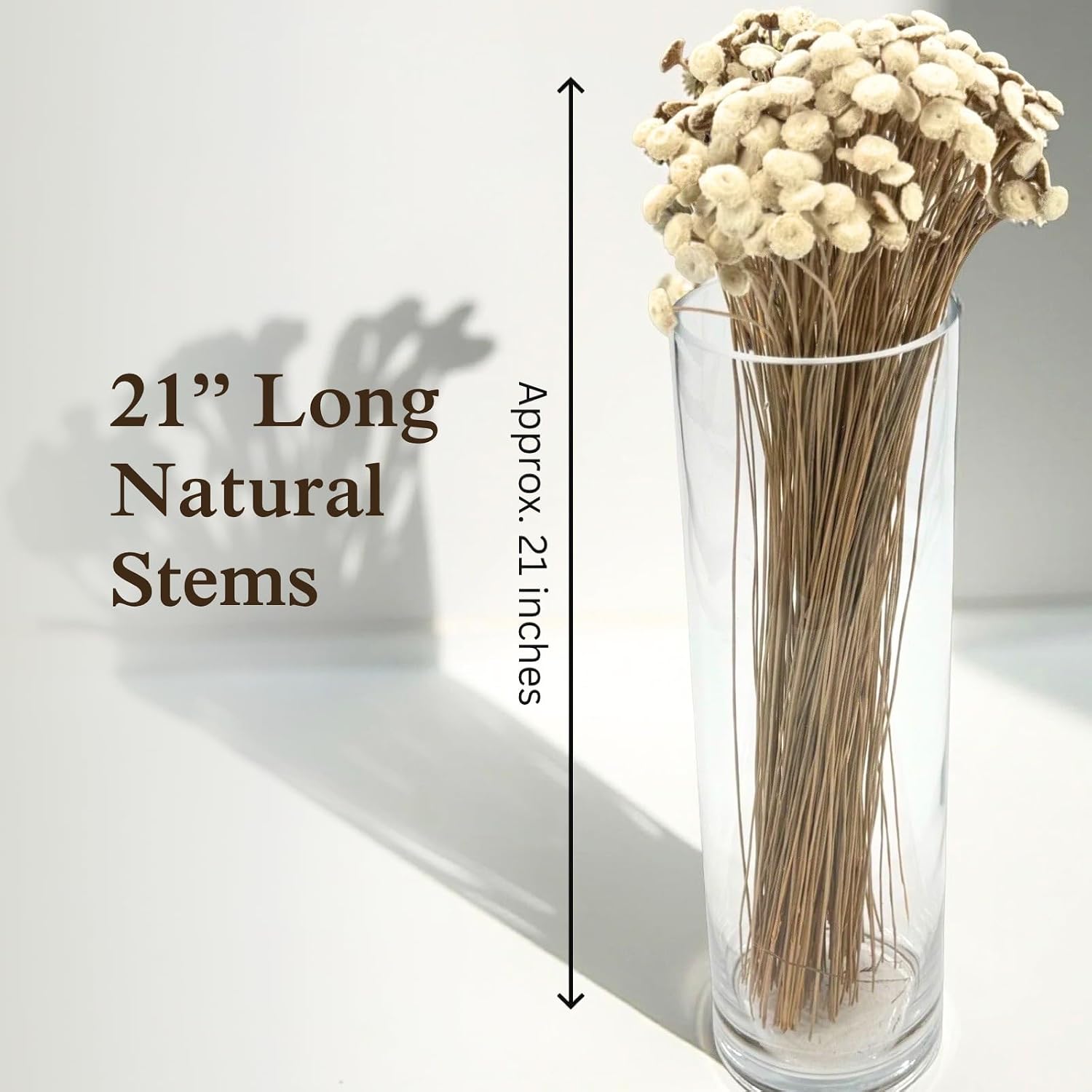 Button Flowers Preserved Bouquet - Preserved Botanical Flowers for Home Decor, Floral Arrangements, Crafts & DIY Projects - Hand-Harvested - 21” Long - Natural