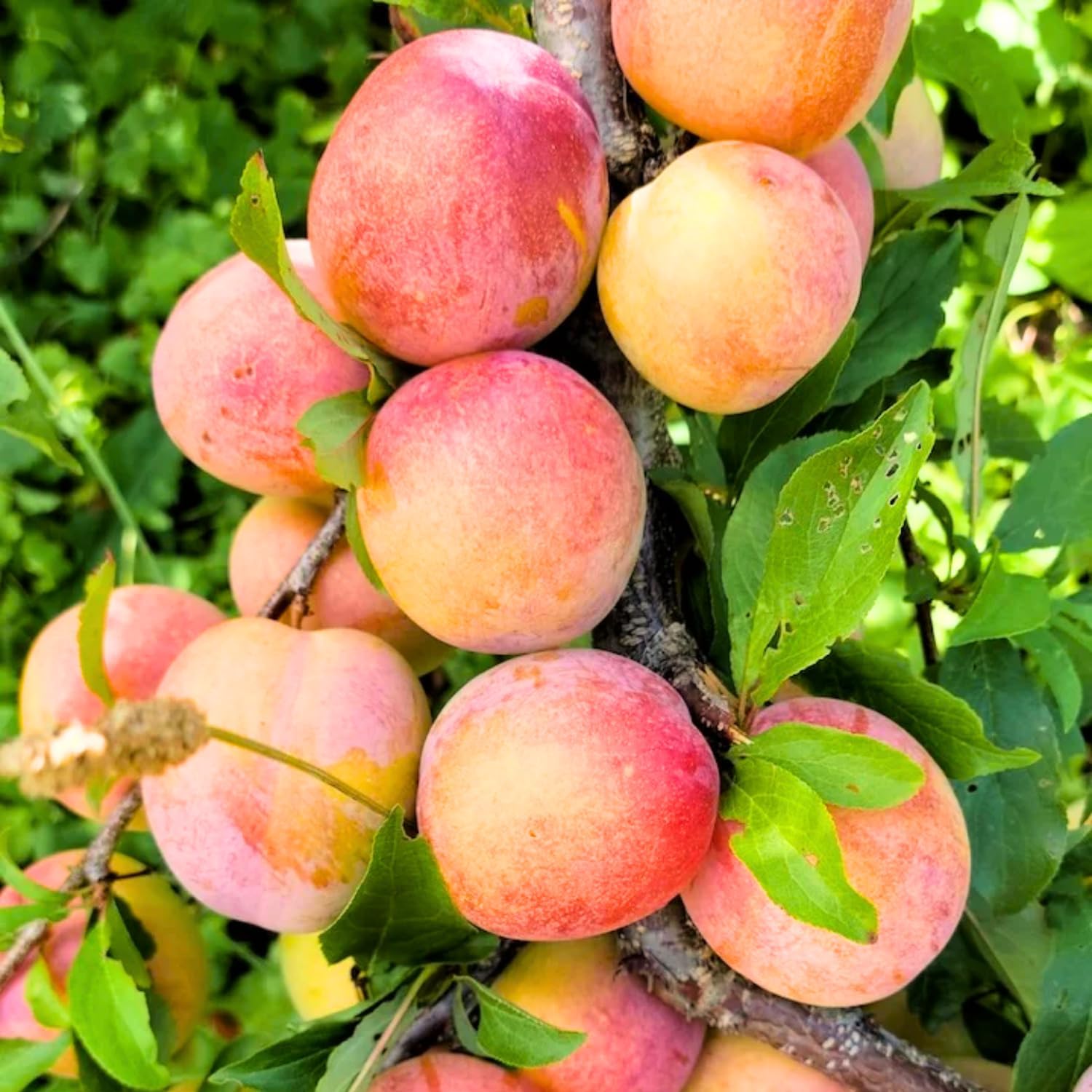 2 American Plum Trees Live Plants, Bareroots, Dormant, 18-24 Inch Tall, Plum Plant Live for Planting, Plum Tree Plant for Growing