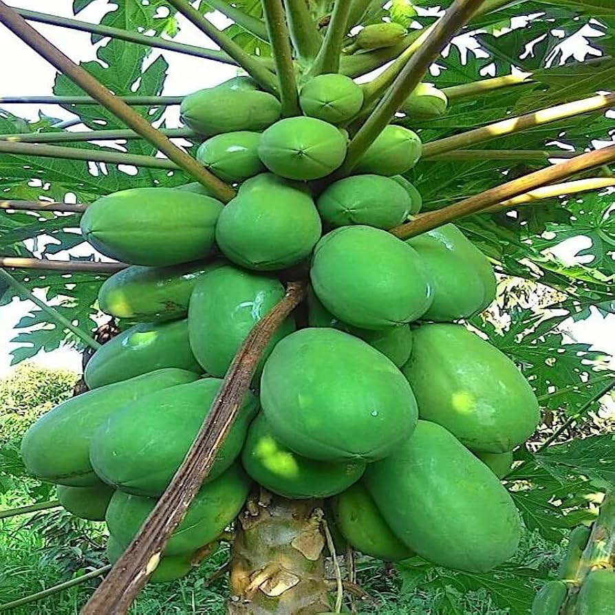 papaya様 Waimanalo Low Bearing Papaya Seeds — Hawaii Gardener