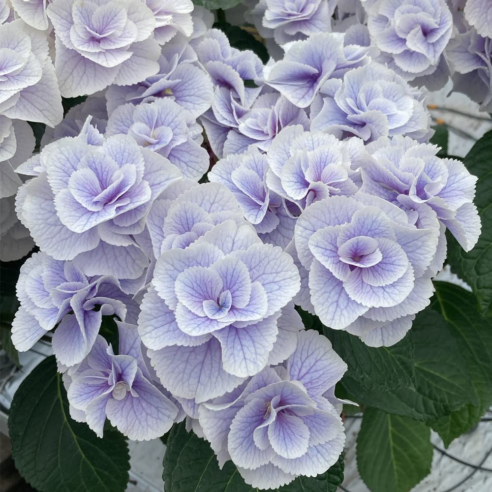 Amazon.co.jp: Monte Blue Sakamoto Gardening Tatsujin Hydrangea