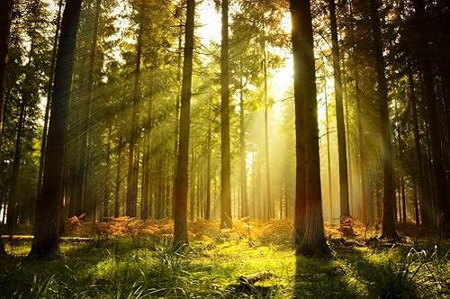 Quiet Time Boutique Jabón de vela de 1 oz Aceite de fragancia para el hogar, almizcle de bosque Quiet Time Boutique Jabón de vela de 1 oz Aceite de fragancia para el hogar, almizcle de bosque