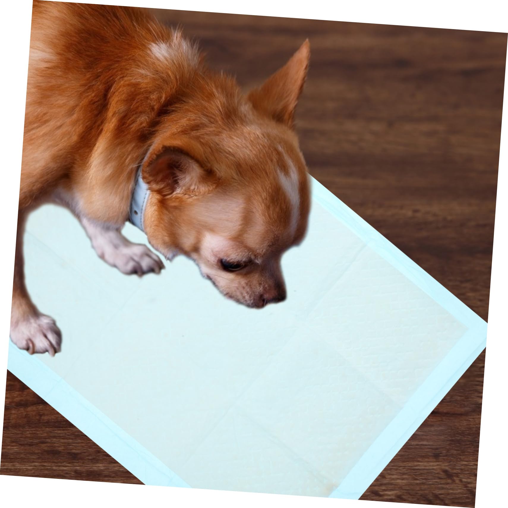 Didiseaon 50pezzi Tappetini Igienici Assorbenti e Impermeabili Per Cani e Gatti Confezione Da Perfetti Per Addestramento Di Animali Domestici Adatti Climi Umidi Per Uso Gabbie Di Piccoli