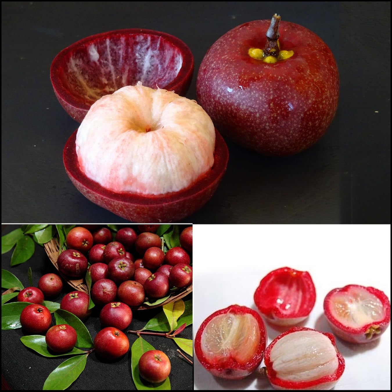 Hybrid Kokum Fruit Plant (Garcinia indica, Hybrid) Exotic 1 Live Fruit Plant