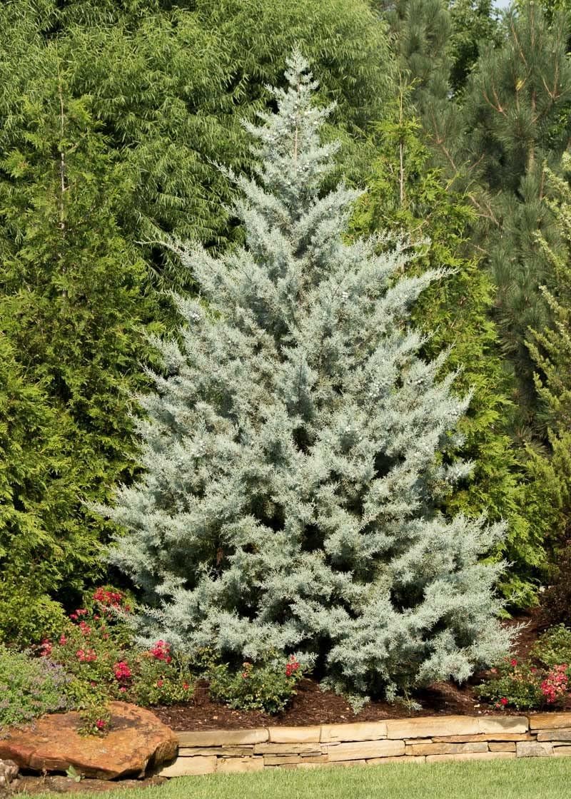 Arizona Blue Ice Cypress | 1 Large Trade Gallon Size Tree | Cupressus Plants | Beautiful Evergreen Low Maintenance Cold Hardy Privacy Screen