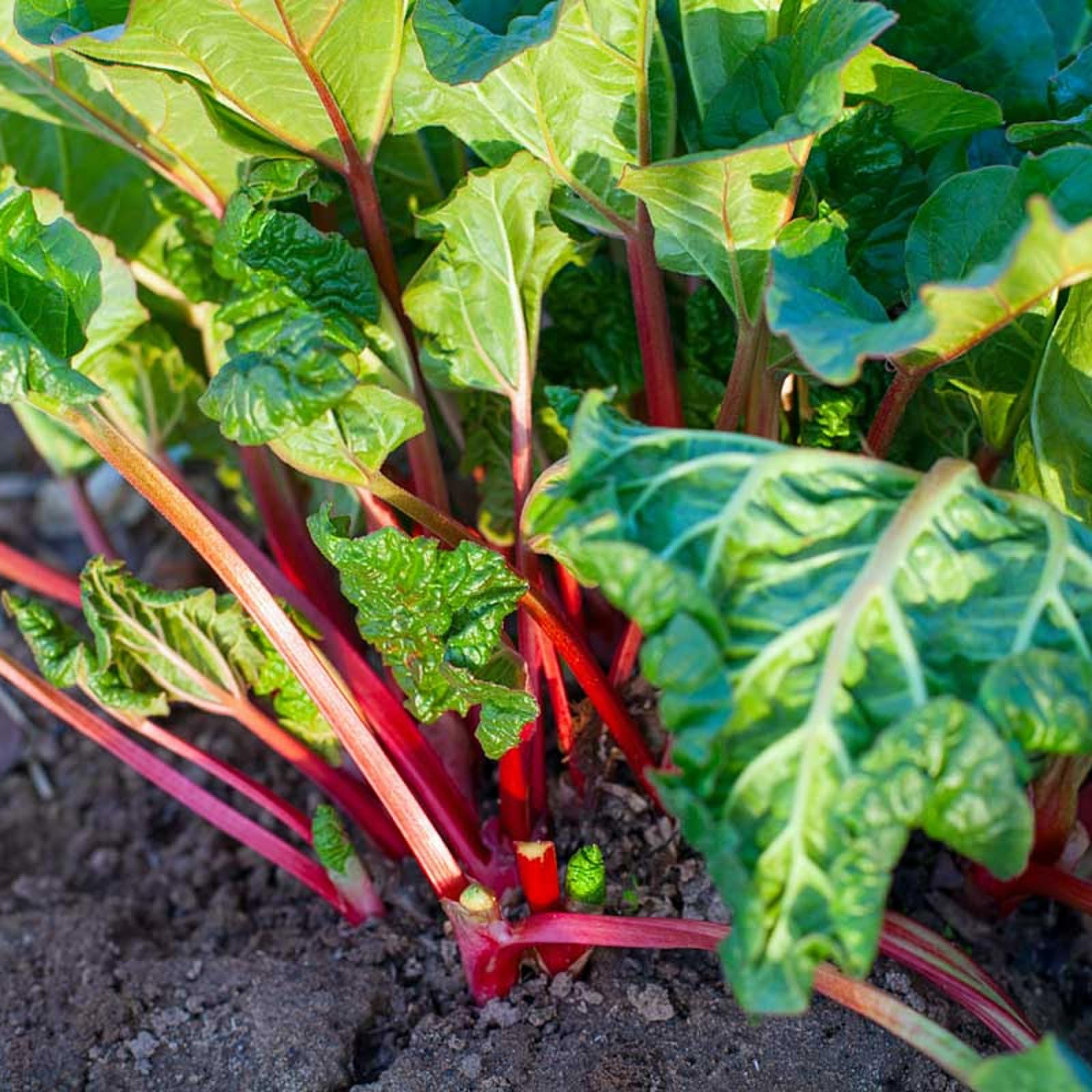 Carbeth Plants 4 x Rhubarb Crowns Bundle
