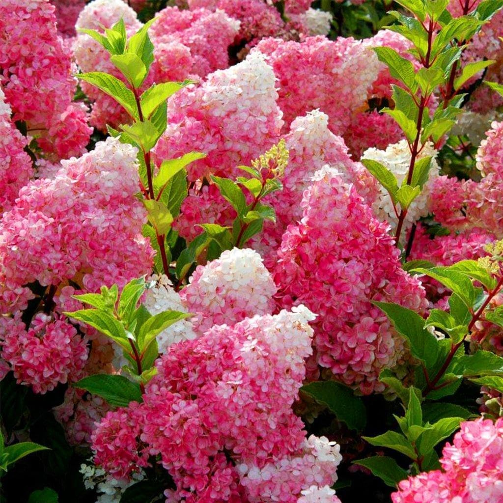 50+ Vanilla Strawberry Hydrangea Flower Seed for Planting Outdoor Garden Home Attracts Bees Butterflies