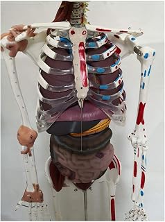 Learning Tool Human Skeleton Model with Muscular Painted - 67" (170 cm) Human Skeleton Bone Model - Full Size W/Nerves Skeleton Anatomical Model for Study Teaching Skeleton Model