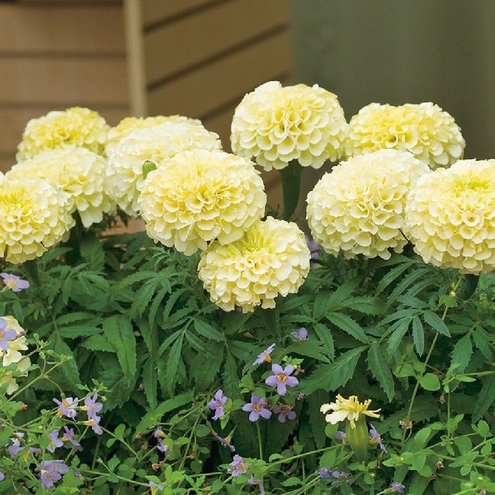 U-GROW INDIA VANILLA WHITE MARIGOLD FLOWER SEEDS (100 SEEDS/PACKET) (B094RBP3T9) Amazon Price History, Amazon Price Tracker
