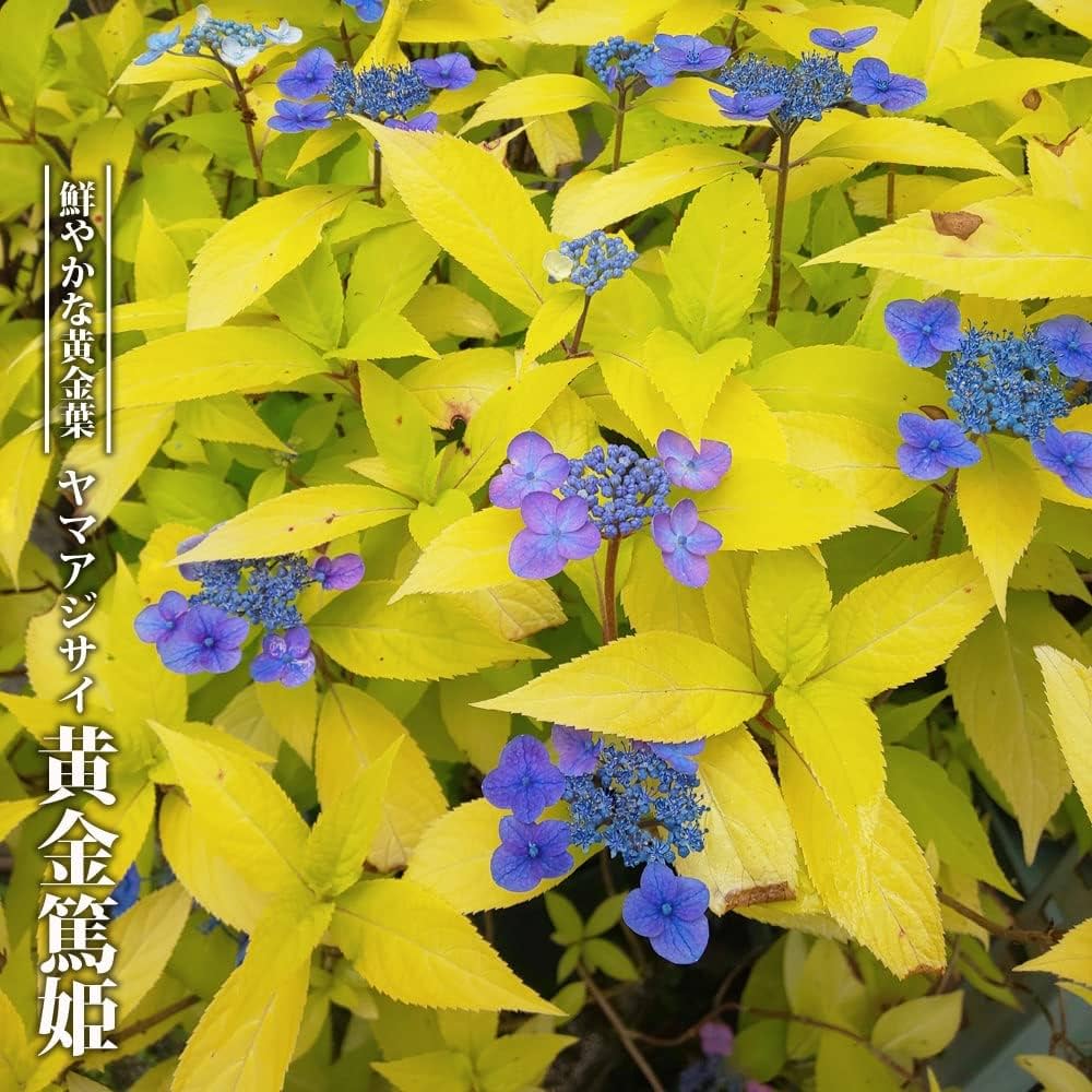Amazon.co.jp: 紫陽花 ヤマアジサイ 【黄金篤姫】 3号ポット苗 【ハナ