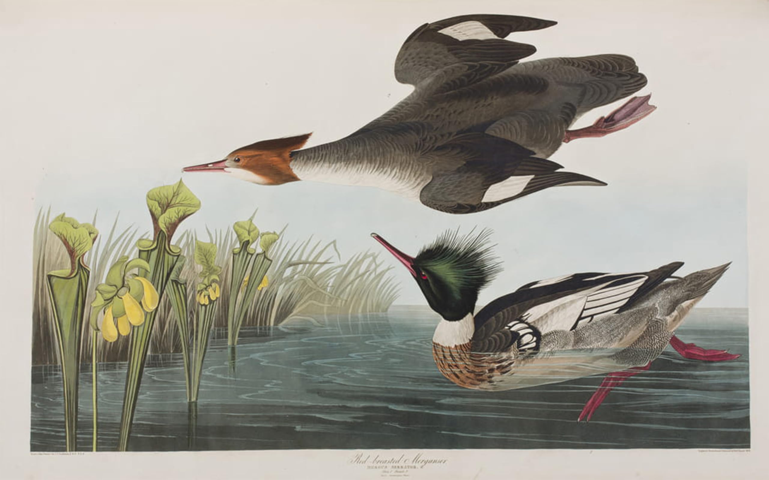 HRJUBWREE Retro Picture Art Painting Wall Poster Illustration From birds of America by John Jamess Audubon Vintage Art Print for Home Decor 60x90cm