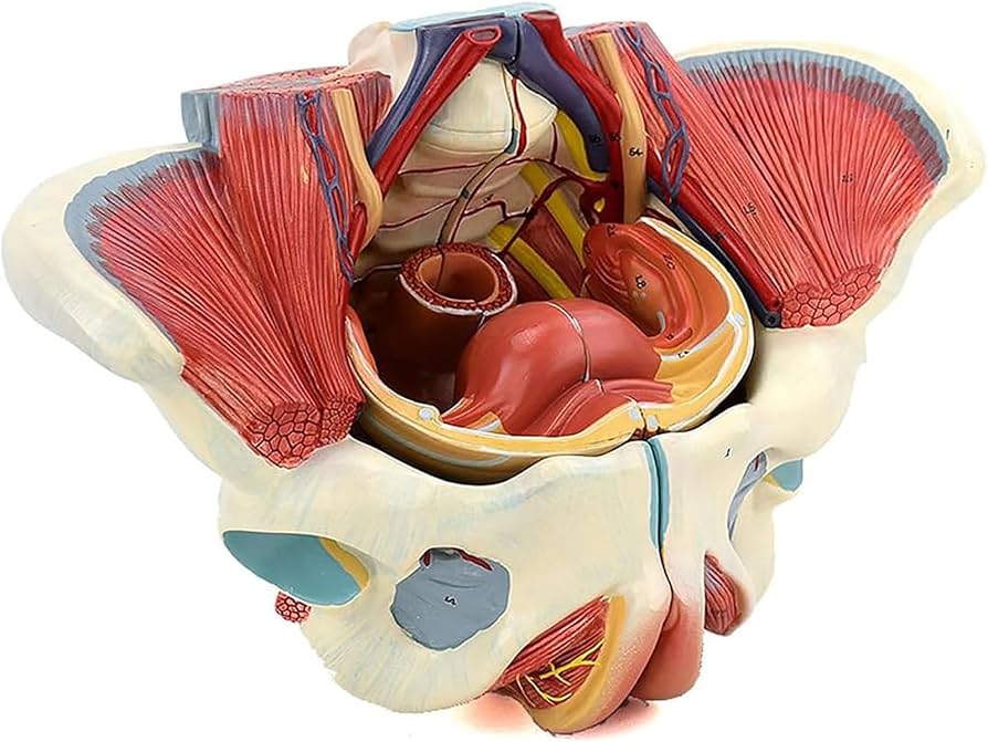 Amazon.co.jp: 女性 骨盤と 子宮模型 筋肉解剖学 女性骨盤 骨盤底筋と