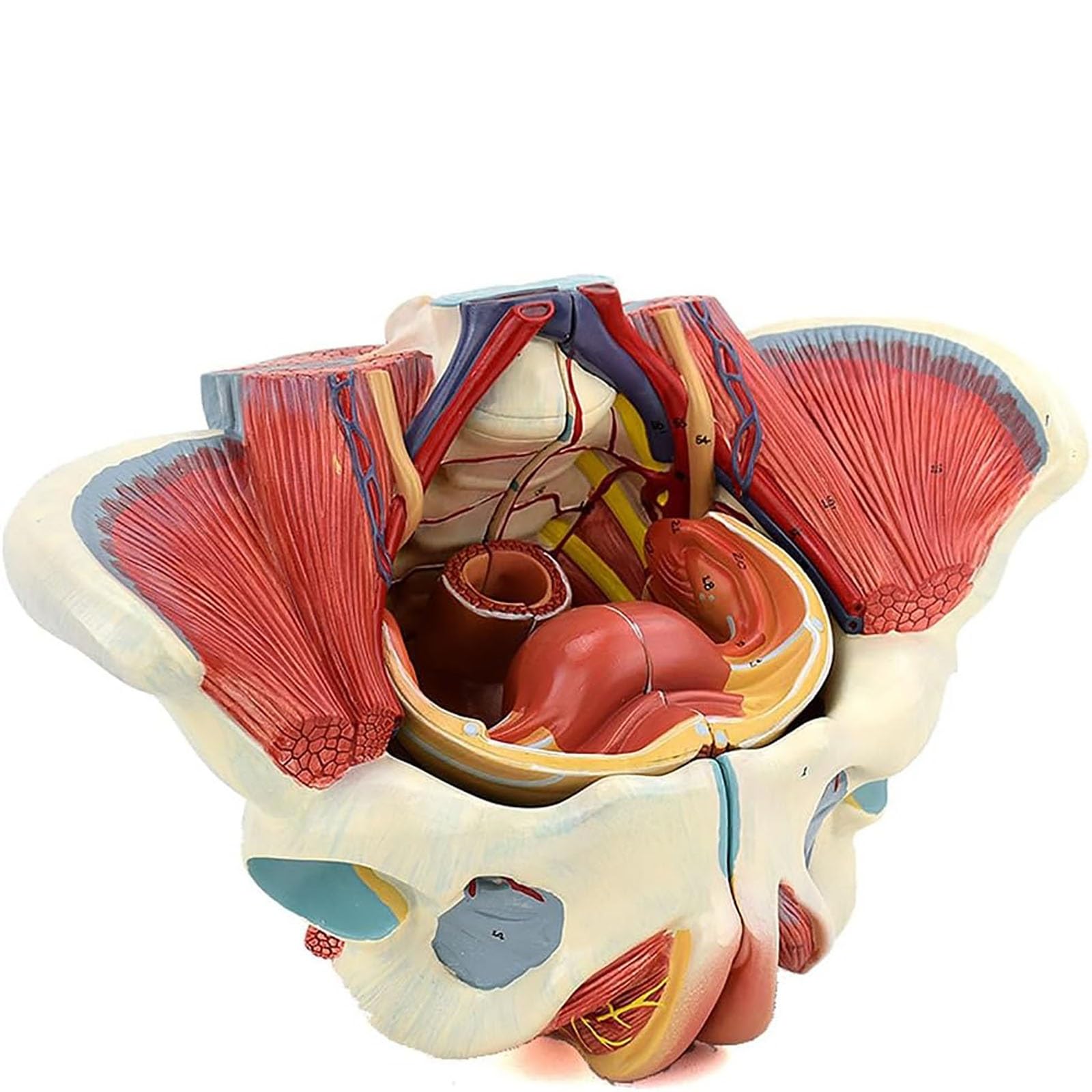 Amazon.co.jp: 女性 骨盤と 子宮模型 筋肉解剖学 女性骨盤 骨盤底筋と