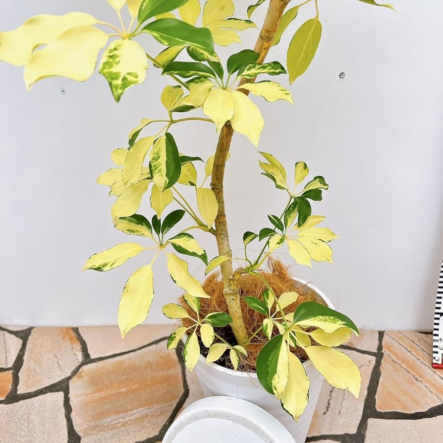 Amazon.co.jp: 現物販売 シェフレラ ゴールドリーフ 曲がり