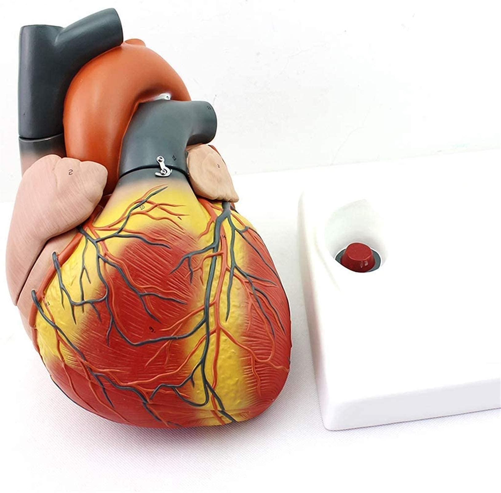 Modello anatomico, Modello Cuore ingrandito 4X - Modello Cuore scientifico - Modello Cuore Umano Rimovibile con Segnale Digitale l'insegnamento Cardiaco Il Modello Scheletro Medico
