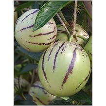 Gardenbox Lezzetli Pepino Meyve Fidan , 30-60 cm, Saks l