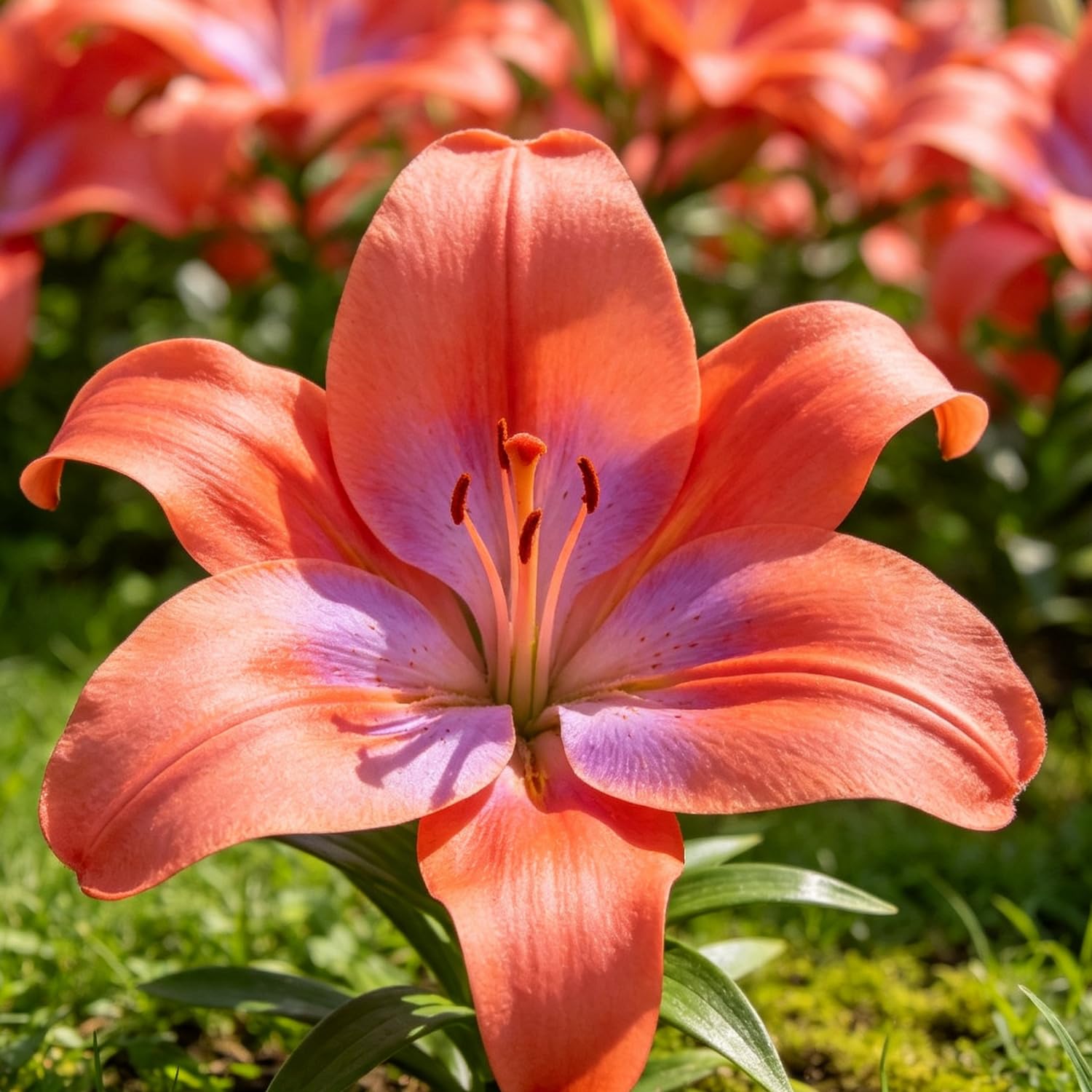 Weiße Orientalische Lilien Lebendpflanzen, Stark Duftend, Mehrjährig, für Außenbereich, Sonne und Halbschatten-10rhizom-j