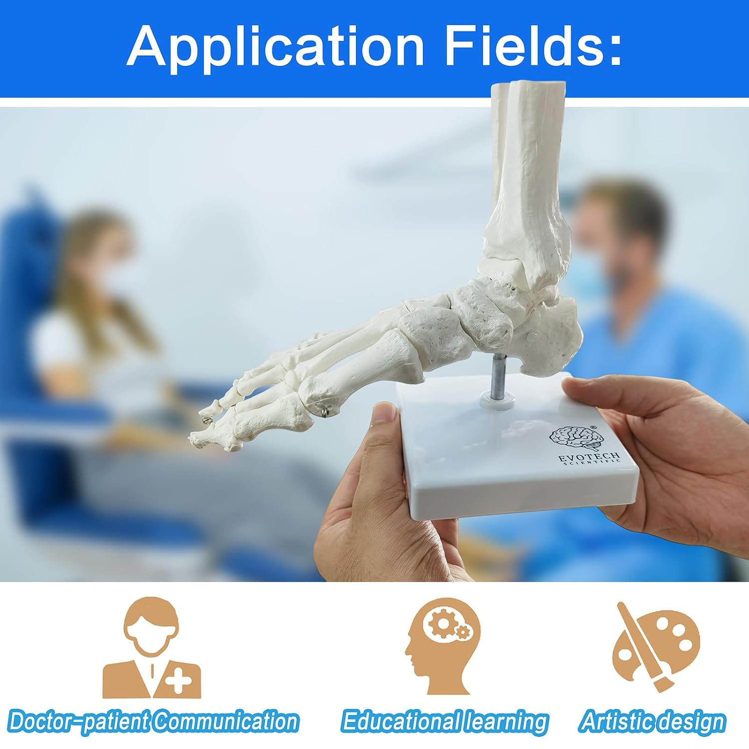 EVOTECH SCIENTIFIC Human Foot And Ankle Model, Life Size Medical Anatomy Foot Skeleton Model W/ Tibia Fibula, Right, Fully Articulated, Human Skeleton Model For Medical Study & Science Classroom