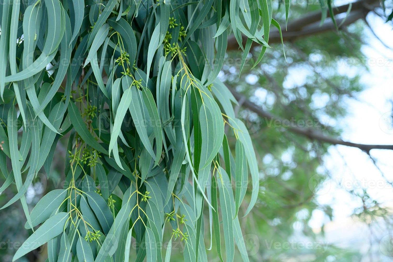 PLANTOGALLERY Plant Seeds | Eucalyptus White/Safeda Seeds/White Gum Eucalyptus alba Plant Seeds For Home (Pack of 10gm 1000+ seeds) (B09B2N6KW9) Amazon Price History, Amazon Price Tracker