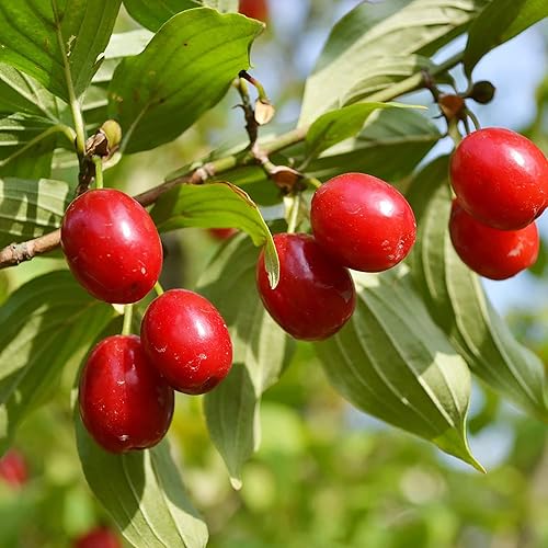 Miniatura 4 de QAUZUY GARDEN 10 semillas de cornelo de cereza de cornalina premium (Cornus Mas), semillas de cornel europeas, sabrosas y de alto rendimiento,