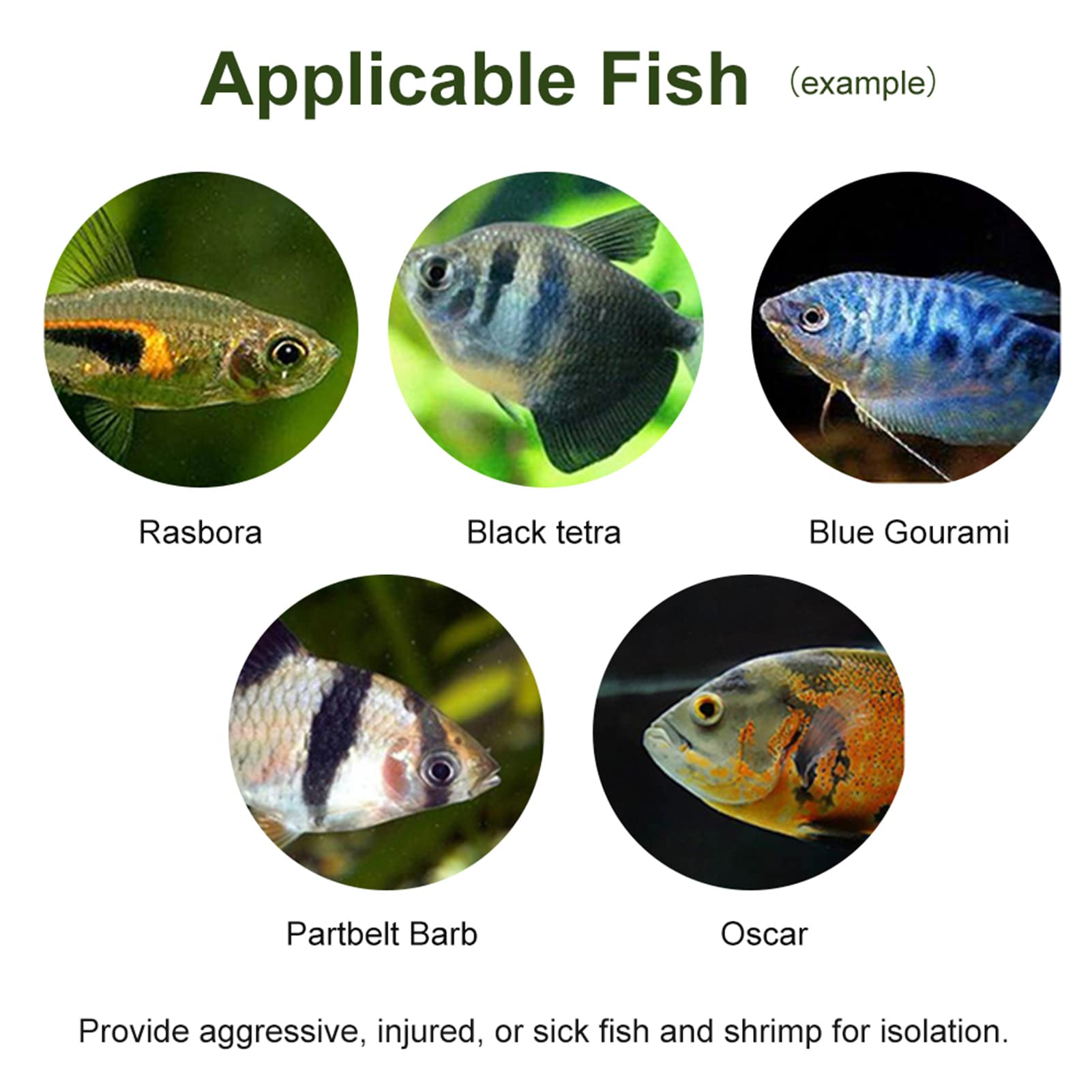 Fisch Zuchtbox Transparent - 13x7x7cm Isolation Für Babyfische