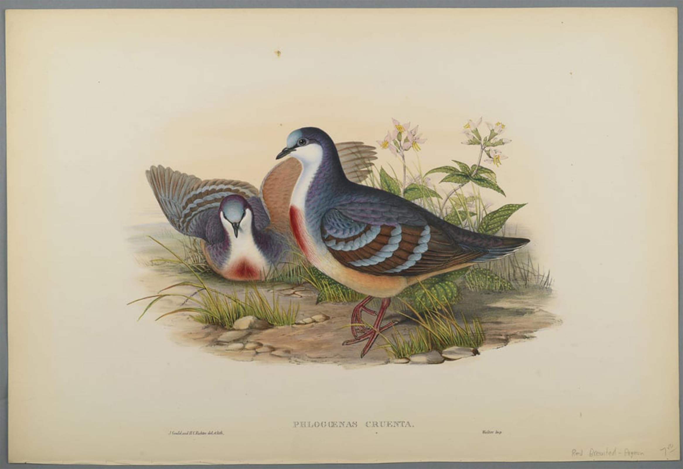 SERENDIPITP Vintage Picture Print on Canvas Wall Art Poster Animal Bird Philogoenas Cruenta by John Gould Artwork Print Poster for Wall Decor 60x90cm