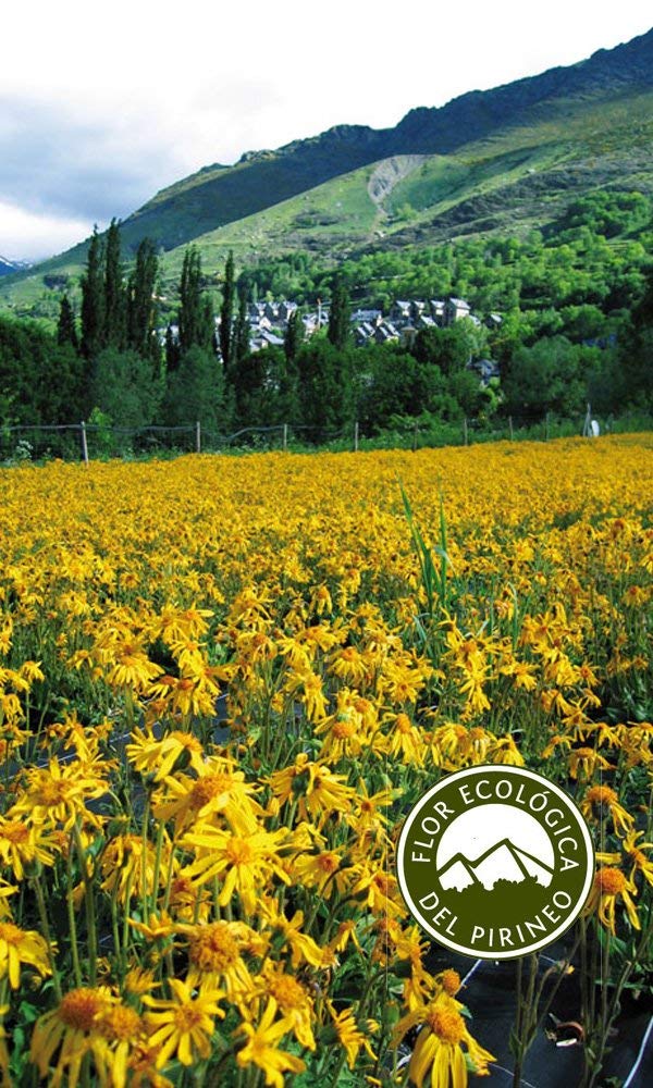 Taüll Orgànics - Gel de Árnica Eco 50ML | Roll on de Árnica Montana, 100% Ecológico, Antinflamatorio Natural, para Dolores y Molestias Musculares de Espalda, Cuello y piernas cansadas