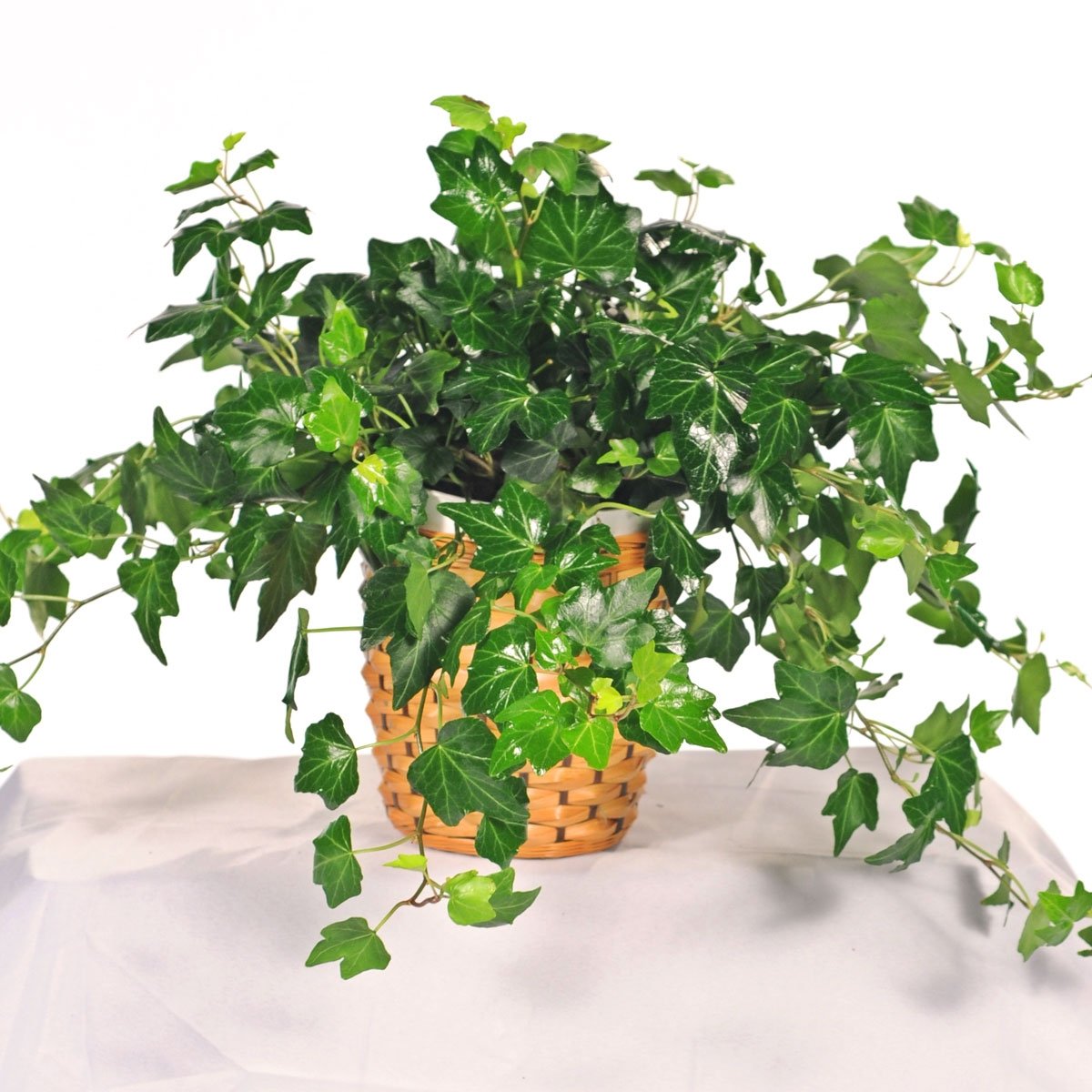 zimmerpflanzen lilie Grünlilie – Luftreinigende & haustierfreundliche Pflanze main image 1