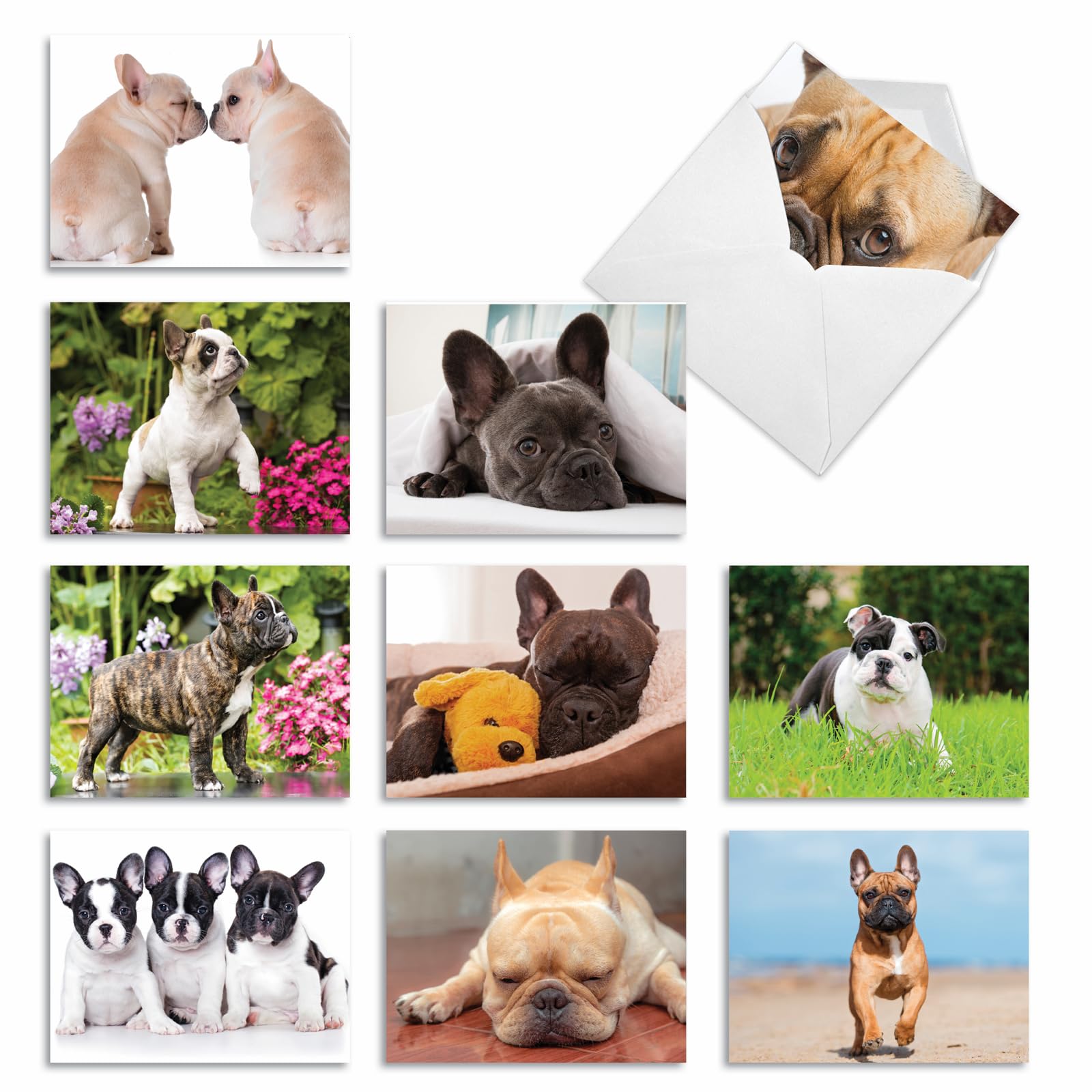 The Best Card Company - 10 Adorable Blank Dog Cards (4 x 5.12 Inch) - Assorted Pet Breeds, Boxed Set - Beautiful Bulldogs AM6298OCB-B1x10