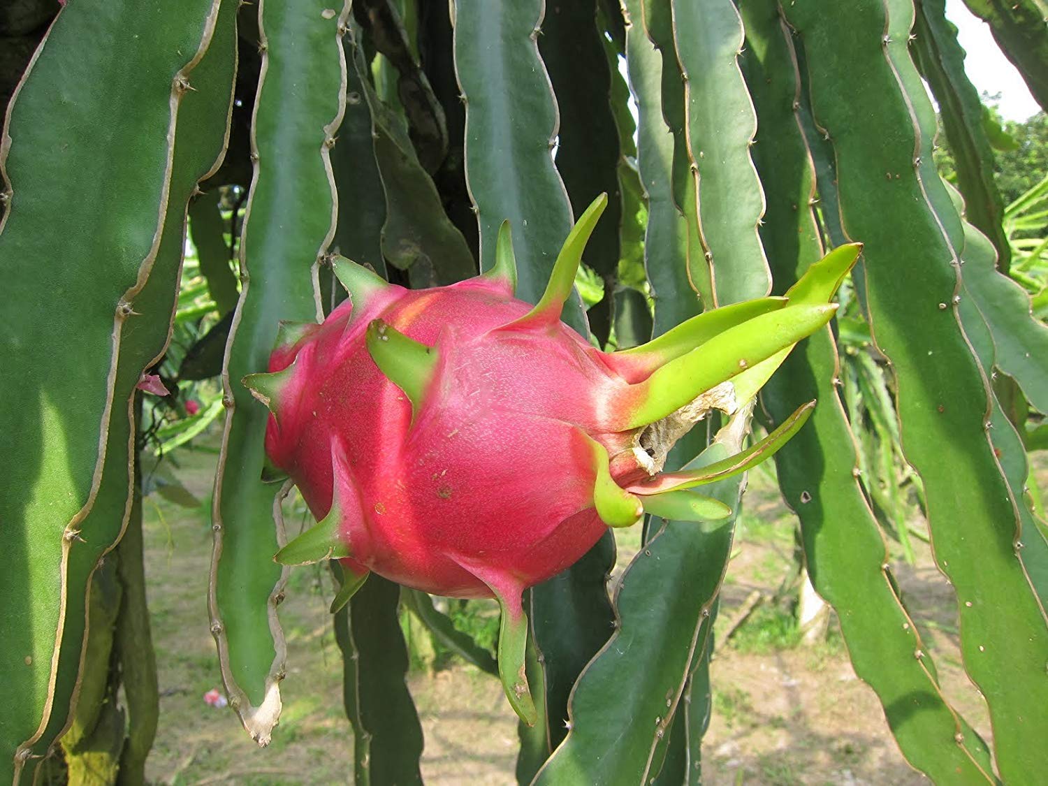 Royal Paradise Garden Rare Pink Skin White Flesh Dragonfruit Live Plant (B07ZK6LL4K) Amazon Price History, Amazon Price Tracker