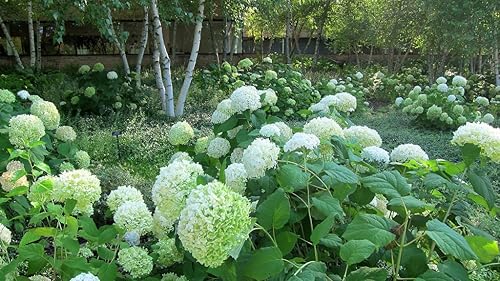 Miniatura 4 de Annabelle Hydrangea - Planta viva enviada de 1-2 pies de alto por DAS Farms (No California)