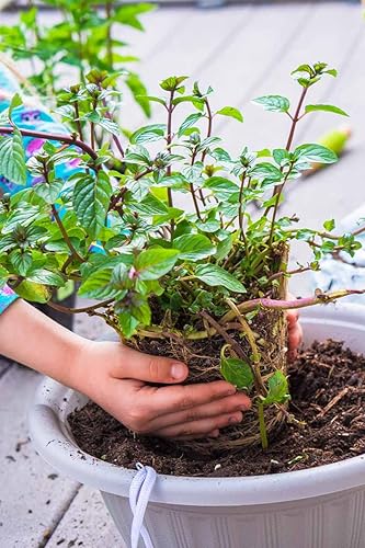 Miniatura 2 de 10 plantas de menta y chocolate vivas para plantar al aire libre, bien enraizadas, fáciles de plantar