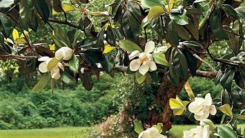 Magnolia grandiflora - Southern Magnolia Tree in Small Pot - Starter Plant/Plugs