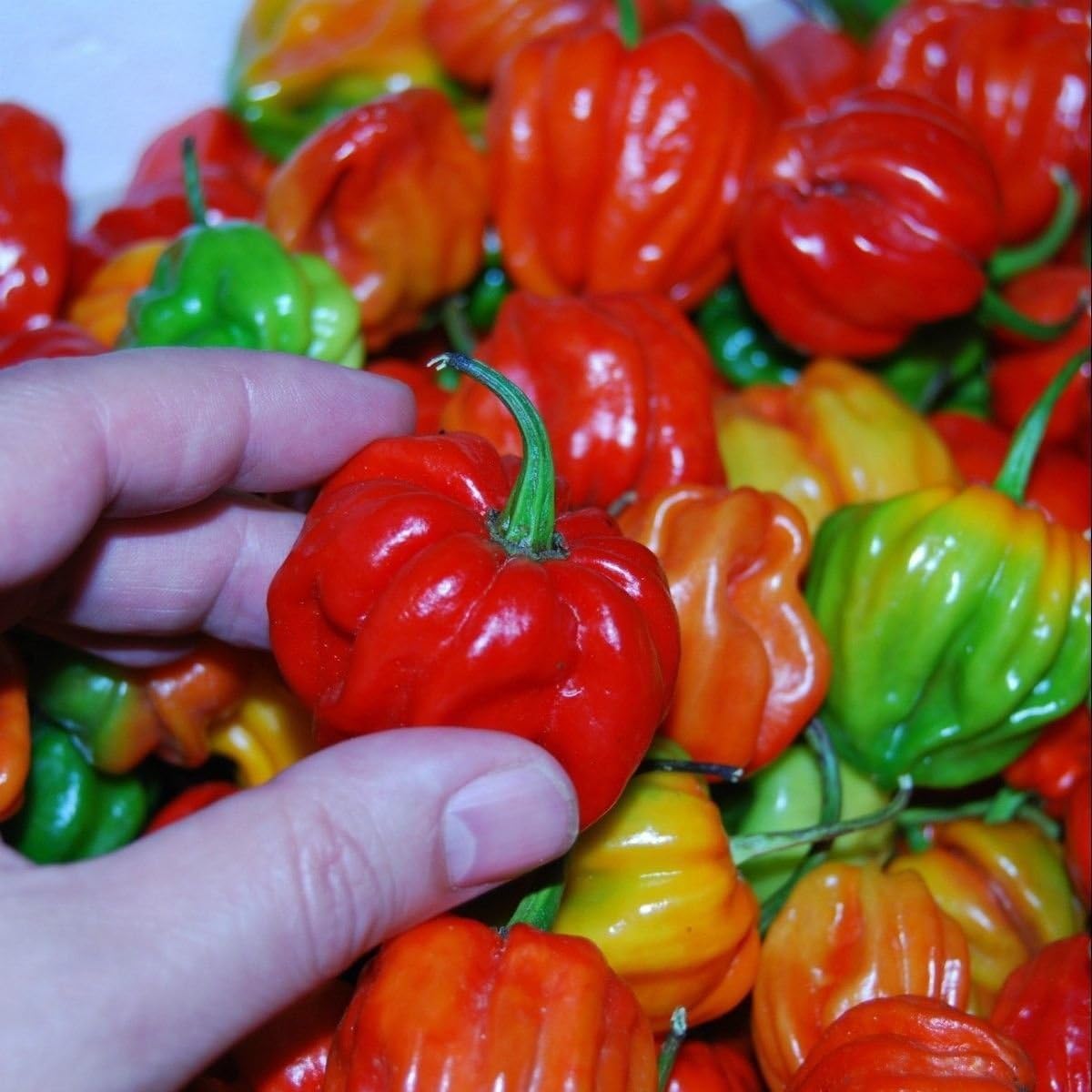 Amazon Com Sweet Pepper Aji Dulce 2 30 Seeds Venezuelan Heirloom Sweet Flavorful Rare Garden Outdoor