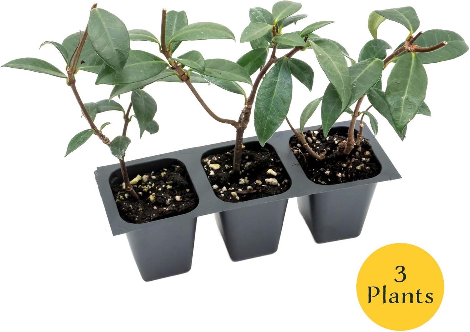 3 Star Jasmine in 2.5” Nursery Cubes (Trachelospermum jasminoides) | Evergreen Flowering Vine for Trellises, Fences & Groundcover | Ready-to-Plant Live Starter Plants