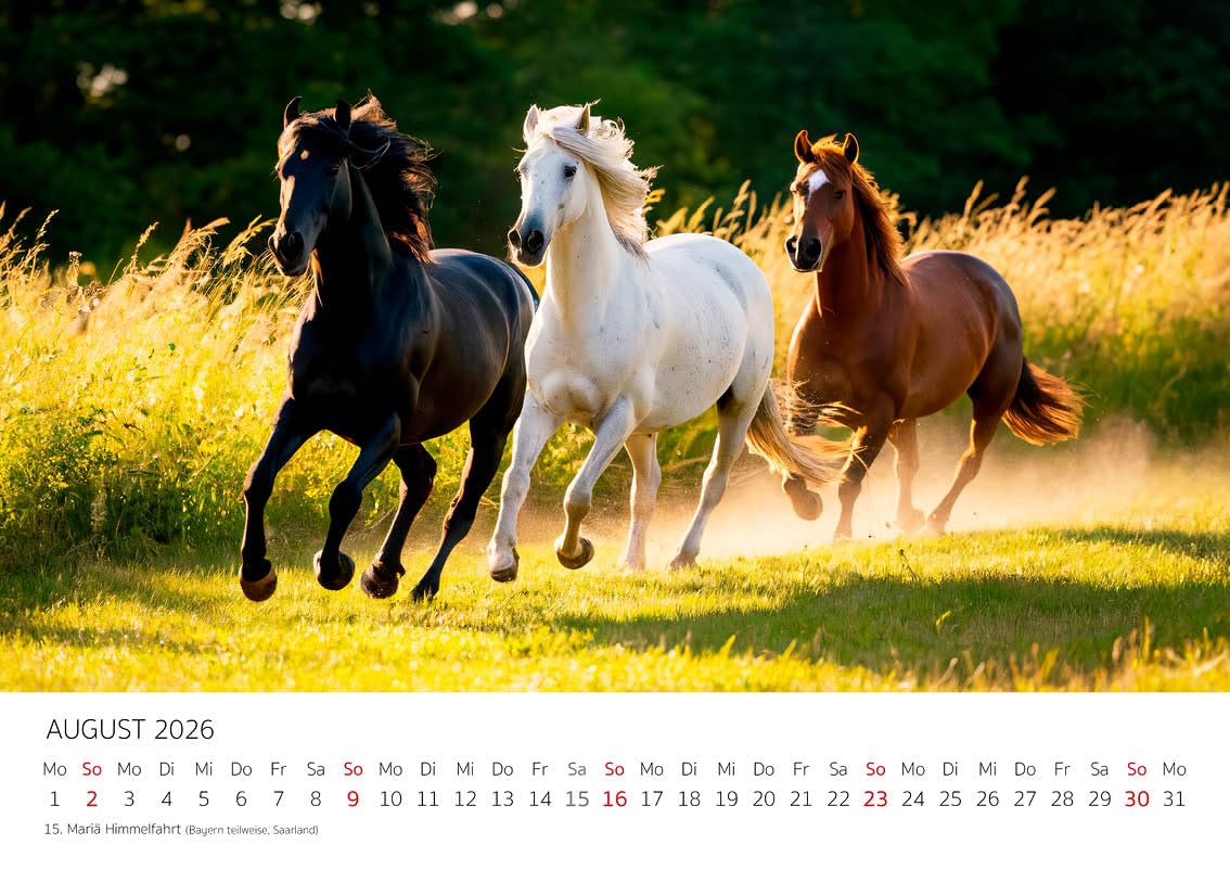 Edition Seidel Premium Kalender Pferde in der Natur 2026 Format DIN A4 Wandkalender Pferdekalender Tiere Fohlen Stute Hengst