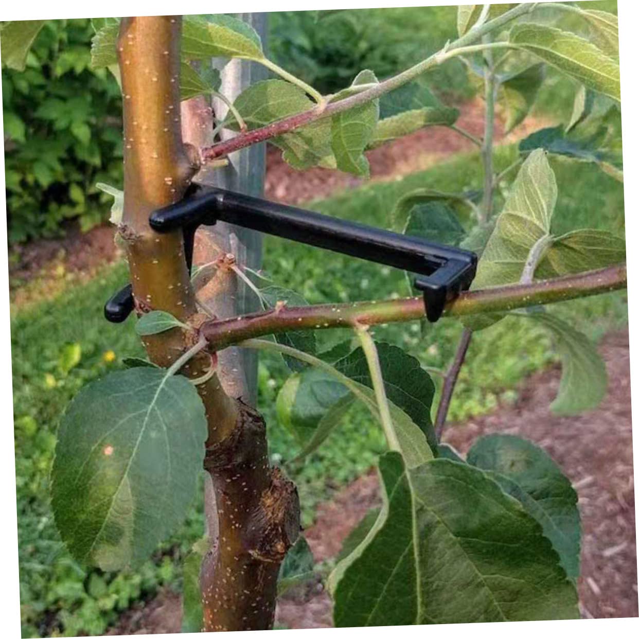INOOMP 50stücke Teiliges Pflanzenzweig Spreizer Verstellbare Clips Zur Unterstützung Von Pflanzen Für Effektives Biegen Und Formen Von Obstbäumen Und Gartenpflanzen