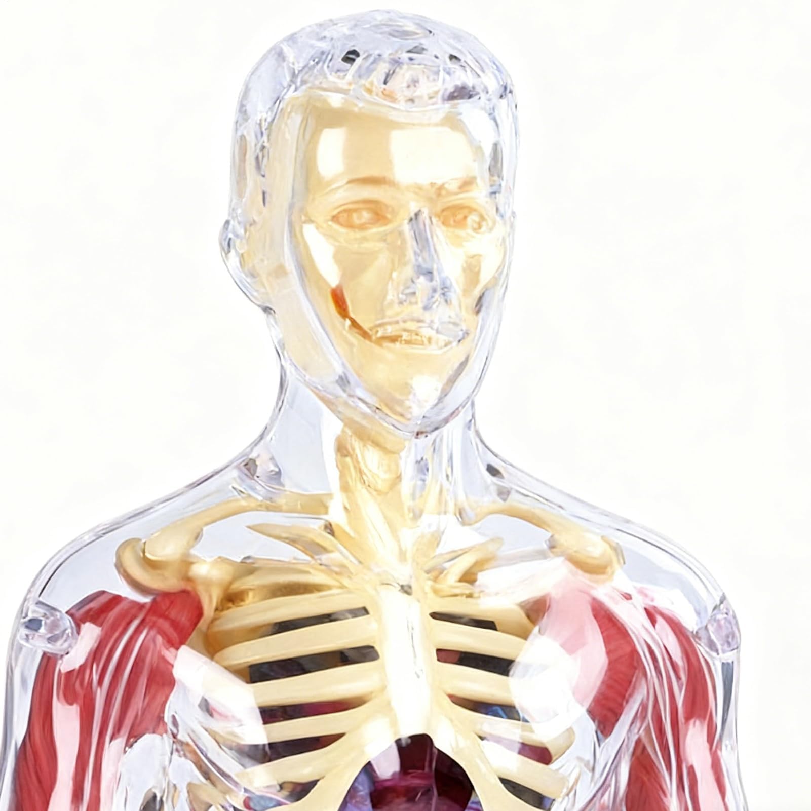 Interaktywny model anatomiczny, zabawka do nauki o ludzkim ciele, edukacyjna figurka 3D z wyjmowanymi organami, miękki model anatomiczny, pomoc edukacyjna z elementami wizualnymi, zabawka do nauki lud