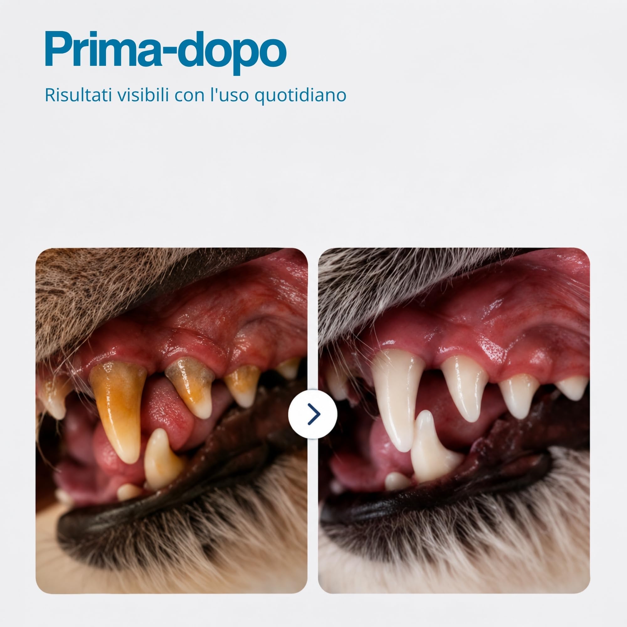 Sciogli Tartaro Denti Cane 180g Polvere Dentale per Cani Supporto Alito Cane Protezione Denti Gengive per Placca e Tartaro con Ingredienti Naturali Mangime Complementare Alta Appetibilità Igiene Orale