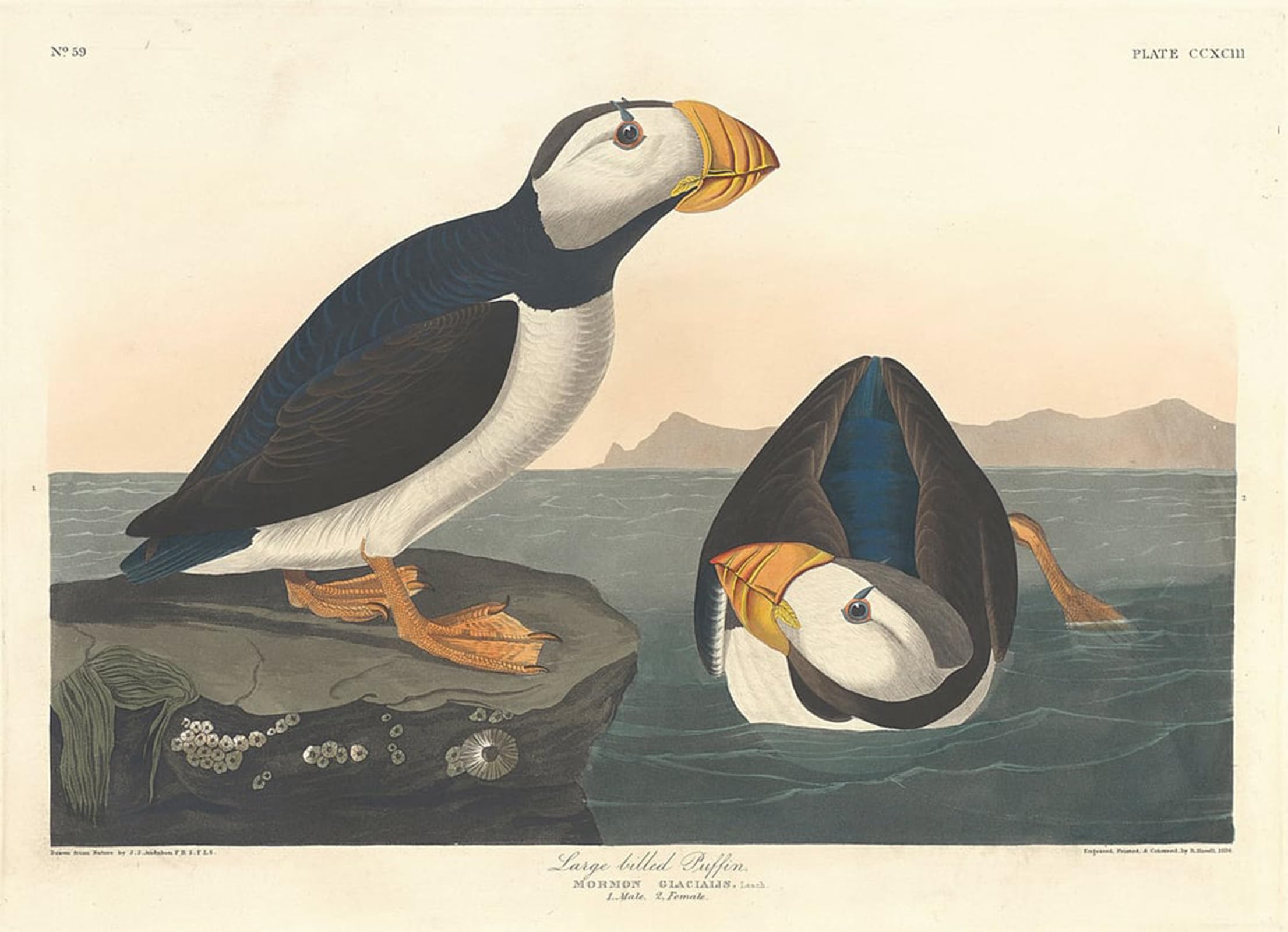 ARTXLXXBN Famous Prints Artwork Pictures Poster Painting Art Large billed Puffin by John Jamess Audubon Artwork Landscape Pictures for Home Decor 60x90cm