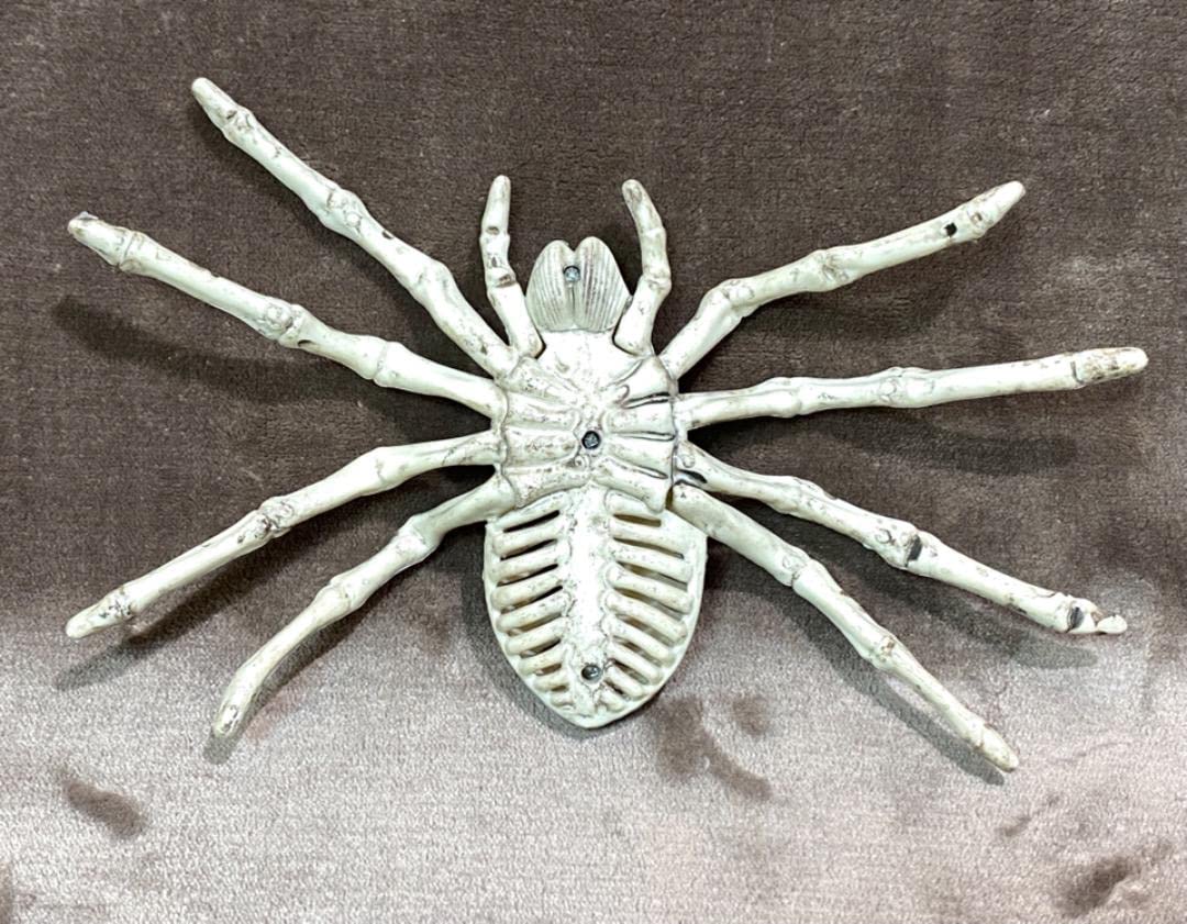 Amazon.co.jp: 大型 ゾンビ スカル スパイダー ホワイト 蜘蛛 クモ