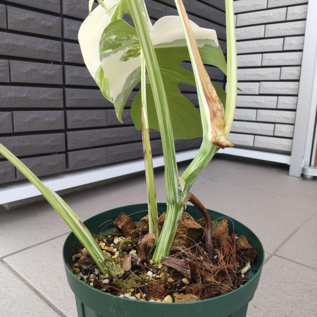 特麗白斑入り モンステラ ホワイトタイガー ハーフムーン 支柱付き