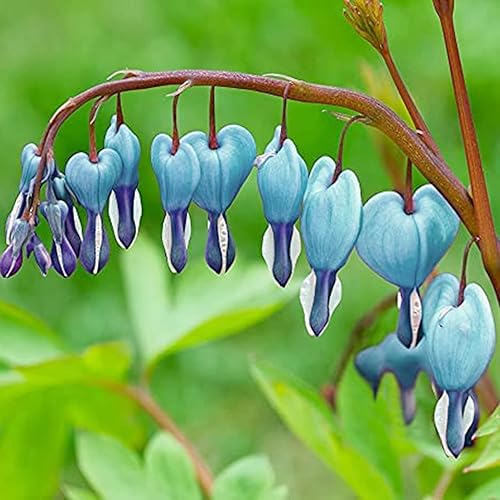 Miniatura 3 de QAUZUY GARDEN 25 semillas de corazón sangrante Dicentra Spectabilis perenne azul, flor de corazón, flor de lira, flor de jardín de sombra, planta de