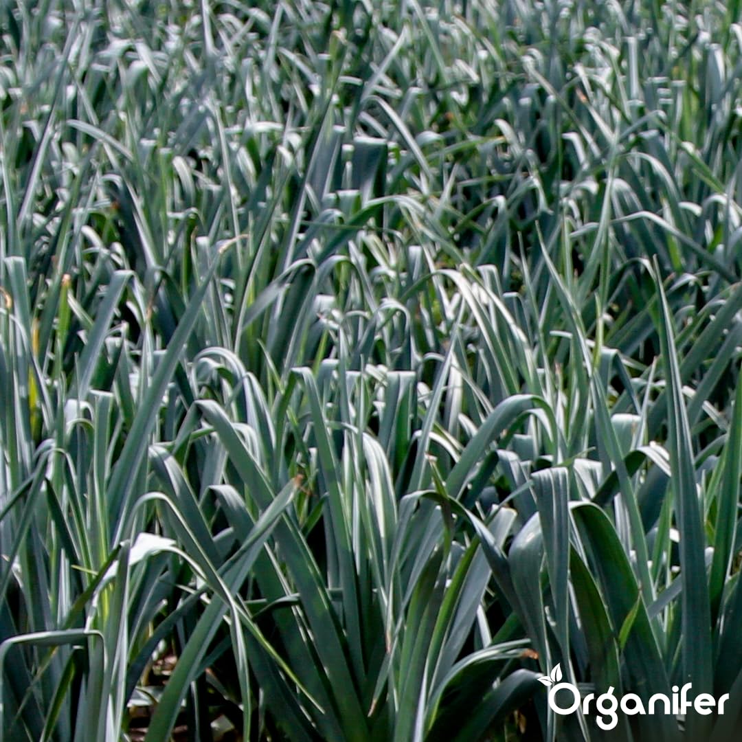Engrais liquide organique 1L pour Poireau – croissance optimale et feuillage luxuriant – Organifer